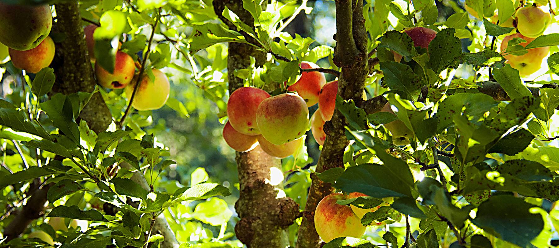 Harmony Ridge Lodge Orchard